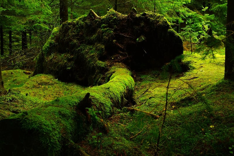 Mossy Table Accents